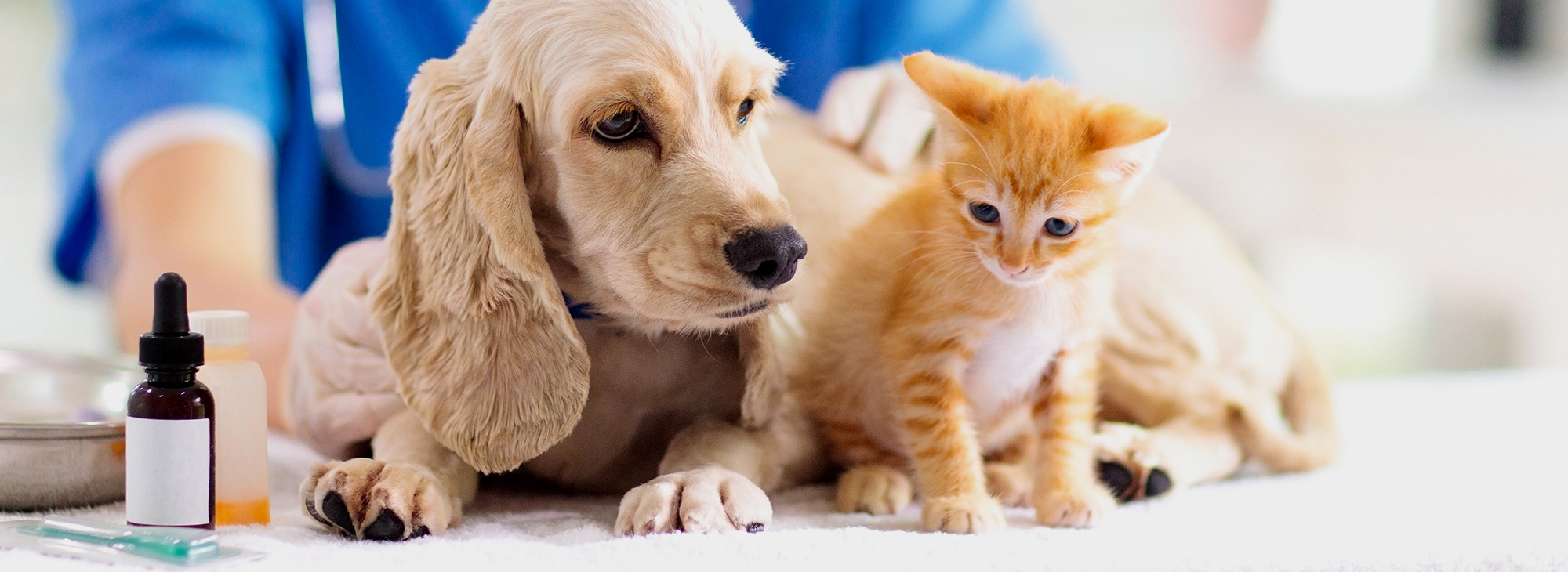 犬と猫