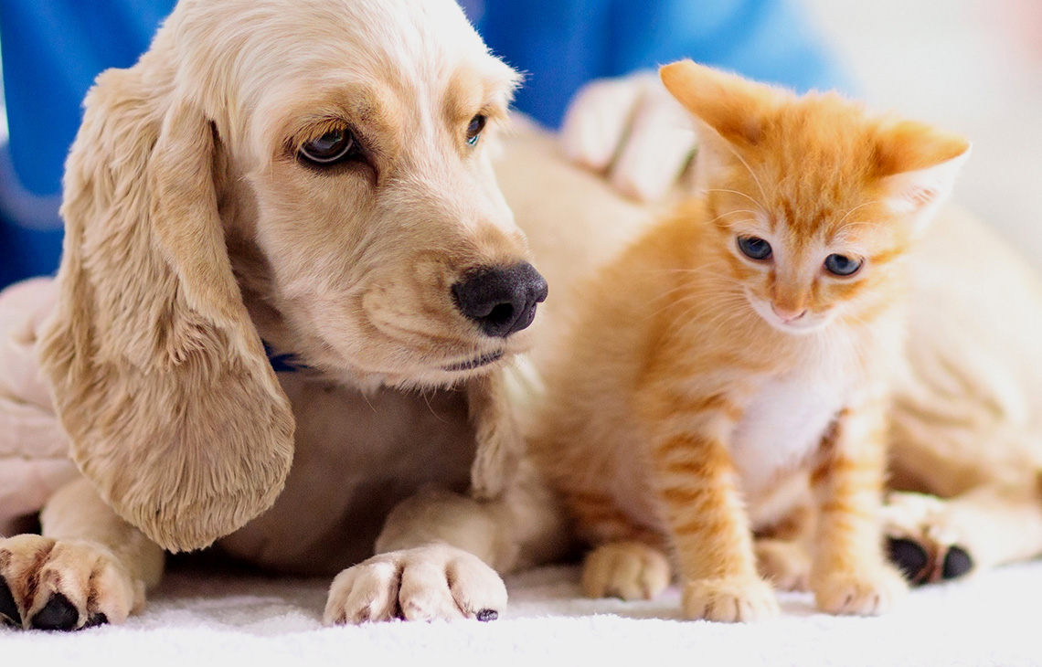 犬と猫